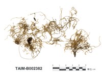 藏品(散生絲帶苔)的圖片